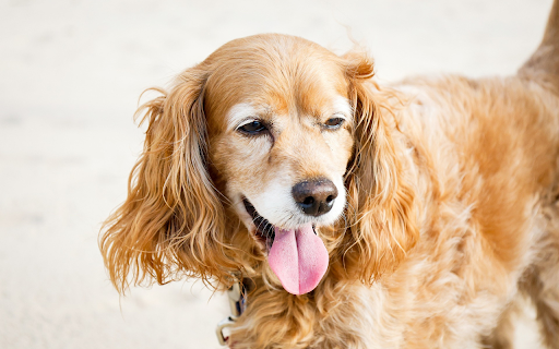 Golden dog with fuzzy ears from Chrome web store to be run with OffiDocs Chromium online Golden dog with fuzzy ears from Chrome web store to be run with OffiDocs Chromium online