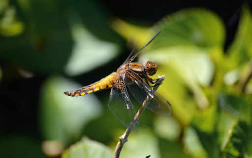 Golden dragonfly with black tail from Chrome web store to be run with OffiDocs Chromium online Golden dragonfly with black tail from Chrome web store to be run with OffiDocs Chromium online