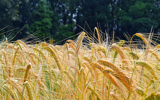 Golden food from Chrome web store to be run with OffiDocs Chromium online Golden food from Chrome web store to be run with OffiDocs Chromium online