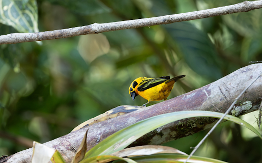 Golden sparrow from Chrome web store to be run with OffiDocs Chromium online Golden sparrow from Chrome web store to be run with OffiDocs Chromium online