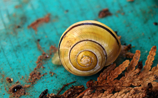 Golden Spiral Snail from Chrome web store to be run with OffiDocs Chromium online Golden Spiral Snail from Chrome web store to be run with OffiDocs Chromium online
