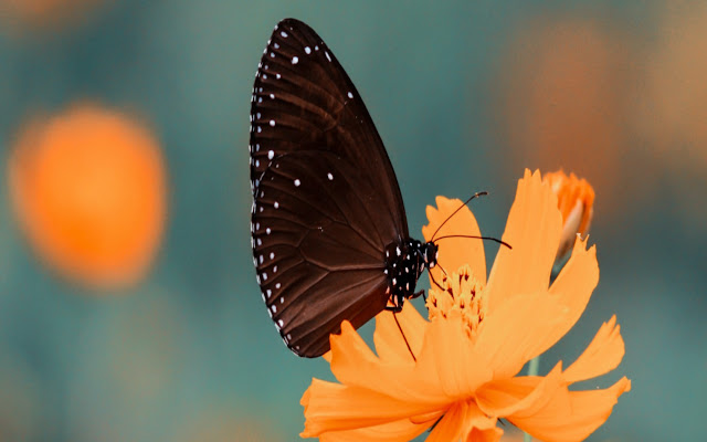 Good Morning Butterfly Image Chrome Theme from Chrome web store to be run with OffiDocs Chromium online Good Morning Butterfly Image Chrome Theme from Chrome web store to be run with OffiDocs Chromium online