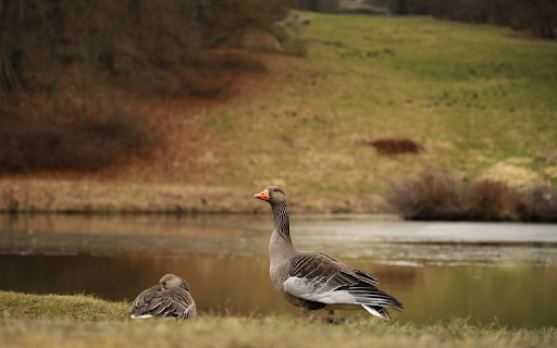 Goose by the lake from Chrome web store to be run with OffiDocs Chromium online Goose by the lake from Chrome web store to be run with OffiDocs Chromium online