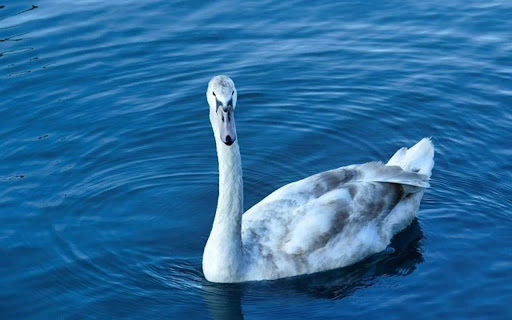 GOOSE THEME from Chrome web store to be run with OffiDocs Chromium online GOOSE THEME from Chrome web store to be run with OffiDocs Chromium online