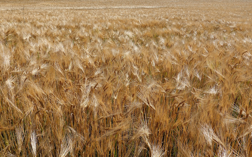 Grain field from Chrome web store to be run with OffiDocs Chromium online Grain field from Chrome web store to be run with OffiDocs Chromium online