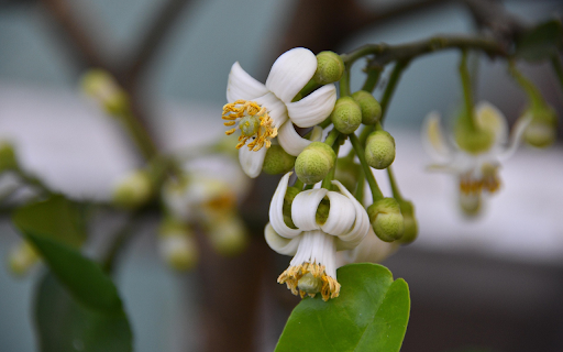 Grapefruit flowers bloom from Chrome web store to be run with OffiDocs Chromium online Grapefruit flowers bloom from Chrome web store to be run with OffiDocs Chromium online