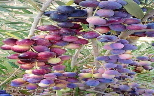 grapevine wallpaper with bunch of grapes from Chrome web store to be run with OffiDocs Chromium online grapevine wallpaper with bunch of grapes from Chrome web store to be run with OffiDocs Chromium online