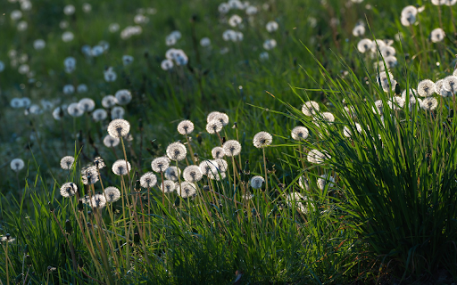 Grass and Dandelions from Chrome web store to be run with OffiDocs Chromium online Grass and Dandelions from Chrome web store to be run with OffiDocs Chromium online
