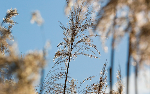 Grass and trees are good for roofing from Chrome web store to be run with OffiDocs Chromium online Grass and trees are good for roofing from Chrome web store to be run with OffiDocs Chromium online