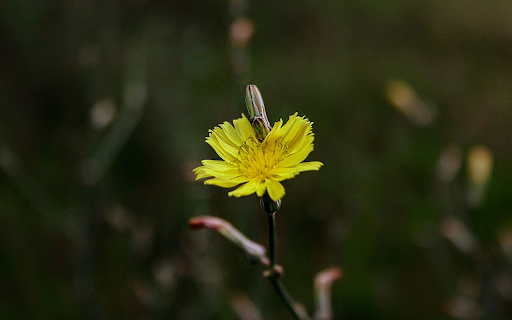 Grass Flower from Chrome web store to be run with OffiDocs Chromium online Grass Flower from Chrome web store to be run with OffiDocs Chromium online