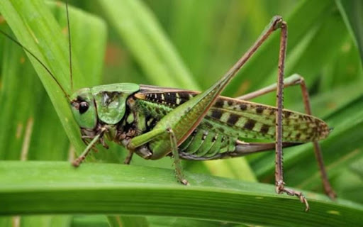 grasshopper wallpaper from Chrome web store to be run with OffiDocs Chromium online grasshopper wallpaper from Chrome web store to be run with OffiDocs Chromium online