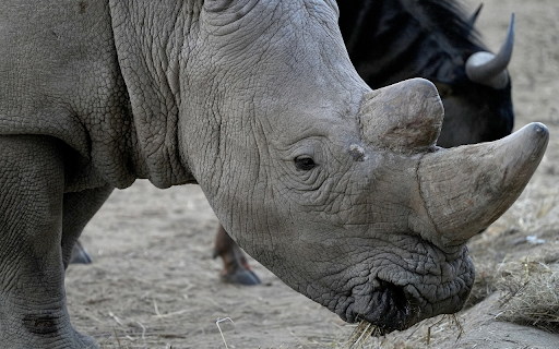 Gray and white rhinoceros from Chrome web store to be run with OffiDocs Chromium online Gray and white rhinoceros from Chrome web store to be run with OffiDocs Chromium online