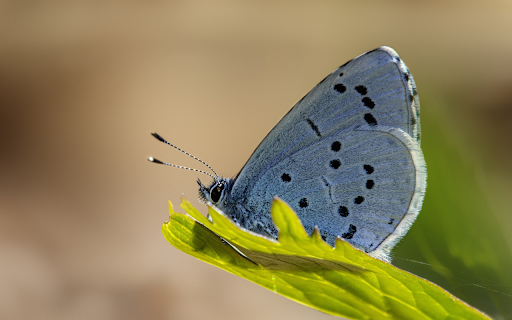 Gray butterfly from Chrome web store to be run with OffiDocs Chromium online Gray butterfly from Chrome web store to be run with OffiDocs Chromium online