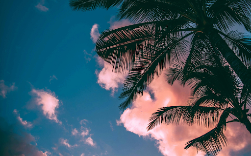 Green and brown Coconut Trees Under Clear Blue Sky from Chrome web store to be run with OffiDocs Chromium online Green and brown Coconut Trees Under Clear Blue Sky from Chrome web store to be run with OffiDocs Chromium online