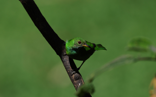 Green Bird from Chrome web store to be run with OffiDocs Chromium online Green Bird from Chrome web store to be run with OffiDocs Chromium online