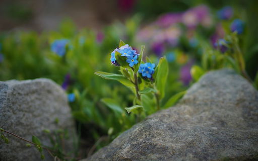 Green flowers on rocks from Chrome web store to be run with OffiDocs Chromium online Green flowers on rocks from Chrome web store to be run with OffiDocs Chromium online