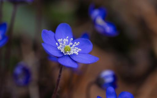 Green flower with white pistil from Chrome web store to be run with OffiDocs Chromium online Green flower with white pistil from Chrome web store to be run with OffiDocs Chromium online