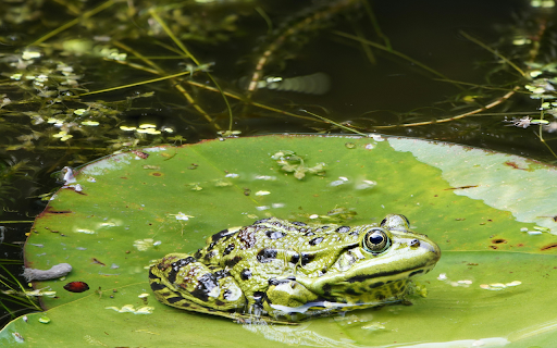 Green Frog on Lily Leaf from Chrome web store to be run with OffiDocs Chromium online Green Frog on Lily Leaf from Chrome web store to be run with OffiDocs Chromium online