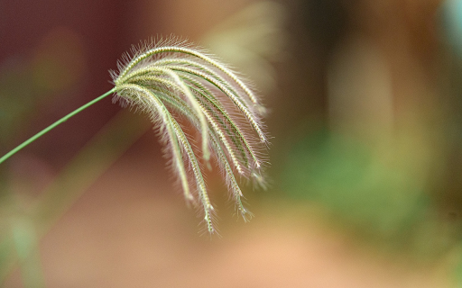 Green Grass Flower from Chrome web store to be run with OffiDocs Chromium online Green Grass Flower from Chrome web store to be run with OffiDocs Chromium online