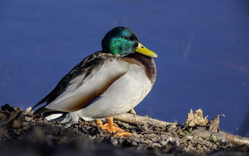 Green headed duck from Chrome web store to be run with OffiDocs Chromium online Green headed duck from Chrome web store to be run with OffiDocs Chromium online