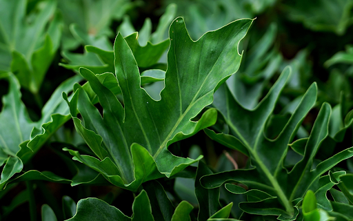 Green leaf ornamental plant from Chrome web store to be run with OffiDocs Chromium online Green leaf ornamental plant from Chrome web store to be run with OffiDocs Chromium online