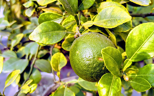 green orange from Chrome web store to be run with OffiDocs Chromium online green orange from Chrome web store to be run with OffiDocs Chromium online