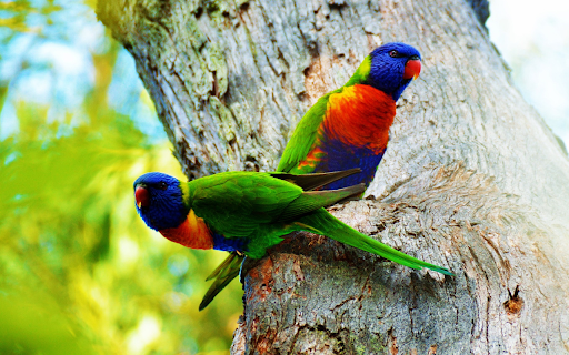Green Parrots on a Tree from Chrome web store to be run with OffiDocs Chromium online Green Parrots on a Tree from Chrome web store to be run with OffiDocs Chromium online