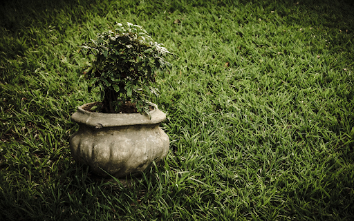 Green potted plants on the grass garden from Chrome web store to be run with OffiDocs Chromium online Green potted plants on the grass garden from Chrome web store to be run with OffiDocs Chromium online