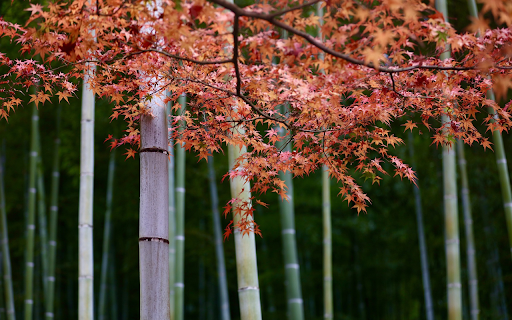 Green stem and red leaves from Chrome web store to be run with OffiDocs Chromium online Green stem and red leaves from Chrome web store to be run with OffiDocs Chromium online