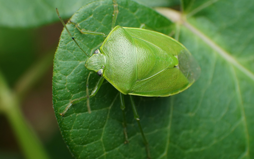 Green stink bug from Chrome web store to be run with OffiDocs Chromium online Green stink bug from Chrome web store to be run with OffiDocs Chromium online