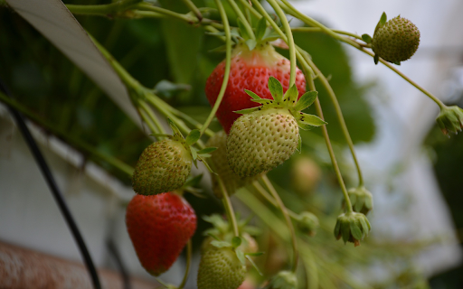 Green strawberries from Chrome web store to be run with OffiDocs Chromium online Green strawberries from Chrome web store to be run with OffiDocs Chromium online