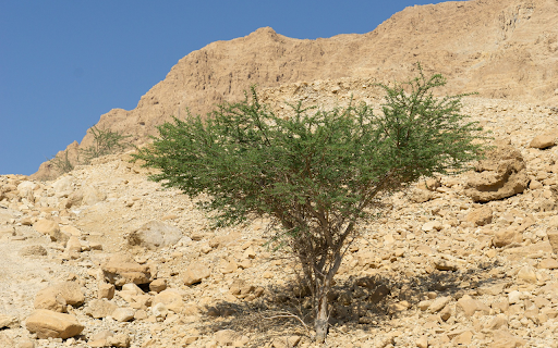 Green trees in the desert from Chrome web store to be run with OffiDocs Chromium online Green trees in the desert from Chrome web store to be run with OffiDocs Chromium online
