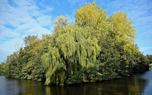 Green trees in the middle of the lake from Chrome web store to be run with OffiDocs Chromium online Green trees in the middle of the lake from Chrome web store to be run with OffiDocs Chromium online