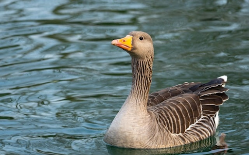 GREY GOOSE THEME from Chrome web store to be run with OffiDocs Chromium online GREY GOOSE THEME from Chrome web store to be run with OffiDocs Chromium online