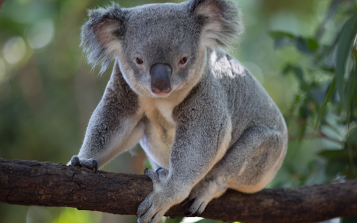 Gấu túi from Chrome web store to be run with OffiDocs Chromium online Gấu túi from Chrome web store to be run with OffiDocs Chromium online