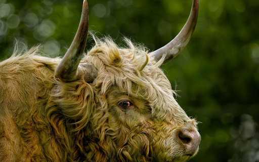 Hairy cows from Chrome web store to be run with OffiDocs Chromium online Hairy cows from Chrome web store to be run with OffiDocs Chromium online