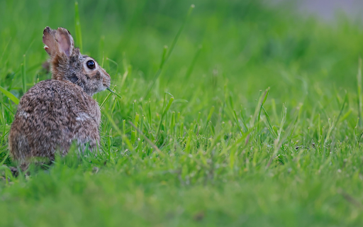 Hare Eating Grass from Chrome web store to be run with OffiDocs Chromium online Hare Eating Grass from Chrome web store to be run with OffiDocs Chromium online