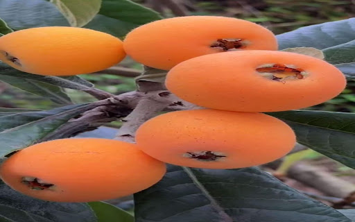 hawthorn wallpaper from Chrome web store to be run with OffiDocs Chromium online hawthorn wallpaper from Chrome web store to be run with OffiDocs Chromium online