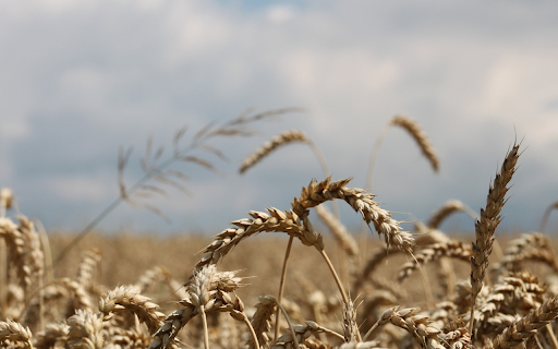 heavy ears of wheat from Chrome web store to be run with OffiDocs Chromium online heavy ears of wheat from Chrome web store to be run with OffiDocs Chromium online