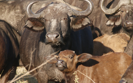 Herd of buffalos and calves from Chrome web store to be run with OffiDocs Chromium online Herd of buffalos and calves from Chrome web store to be run with OffiDocs Chromium online