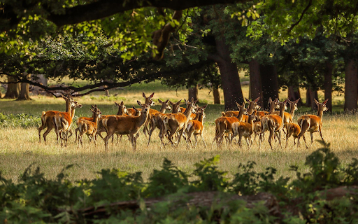 Herd of deer from Chrome web store to be run with OffiDocs Chromium online Herd of deer from Chrome web store to be run with OffiDocs Chromium online