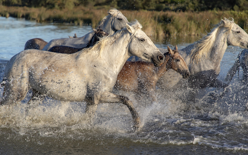 Herd of horses running in the water from Chrome web store to be run with OffiDocs Chromium online Herd of horses running in the water from Chrome web store to be run with OffiDocs Chromium online
