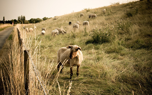 Herd of sheep and grass dike from Chrome web store to be run with OffiDocs Chromium online Herd of sheep and grass dike from Chrome web store to be run with OffiDocs Chromium online