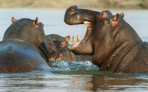 Hippopotamus from Chrome web store to be run with OffiDocs Chromium online Hippopotamus from Chrome web store to be run with OffiDocs Chromium online