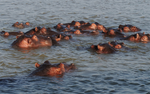 Hippos swimming in the river from Chrome web store to be run with OffiDocs Chromium online Hippos swimming in the river from Chrome web store to be run with OffiDocs Chromium online