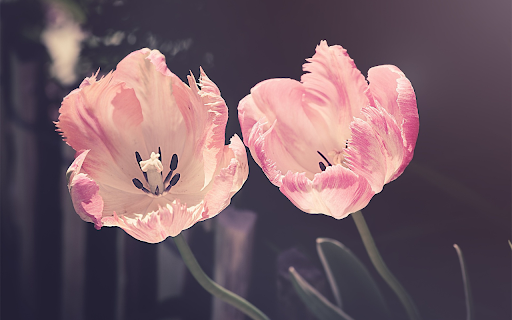 Hoa tulip from Chrome web store to be run with OffiDocs Chromium online Hoa tulip from Chrome web store to be run with OffiDocs Chromium online
