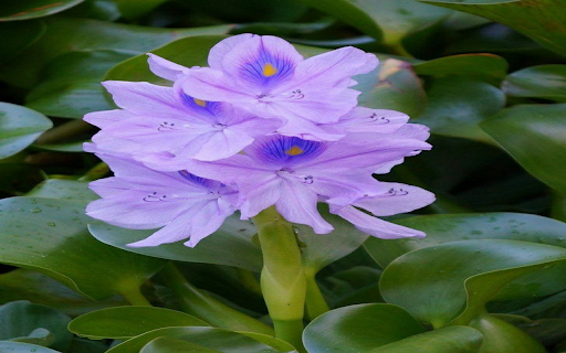 Hyacinth flower wallpaper from Chrome web store to be run with OffiDocs Chromium online Hyacinth flower wallpaper from Chrome web store to be run with OffiDocs Chromium online