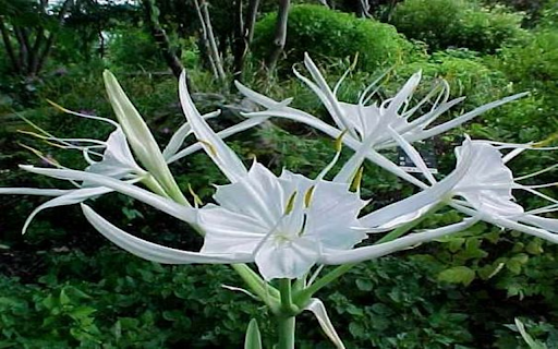 Hymenocallis littoralis flower wallpapers from Chrome web store to be run with OffiDocs Chromium online Hymenocallis littoralis flower wallpapers from Chrome web store to be run with OffiDocs Chromium online