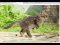 Image zoom and drag from Chrome web store to be run with OffiDocs Chromium online Image zoom and drag from Chrome web store to be run with OffiDocs Chromium online