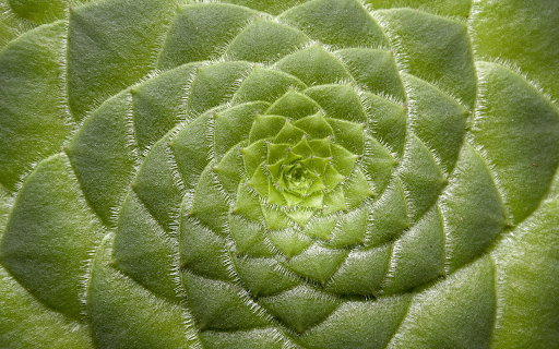 Instant flower from Chrome web store to be run with OffiDocs Chromium online Instant flower from Chrome web store to be run with OffiDocs Chromium online